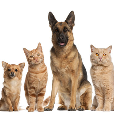 cat and dog neutering