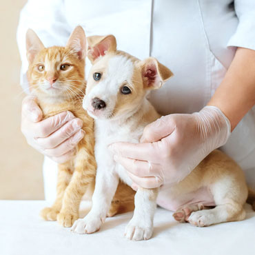 basic pain management in veterinary